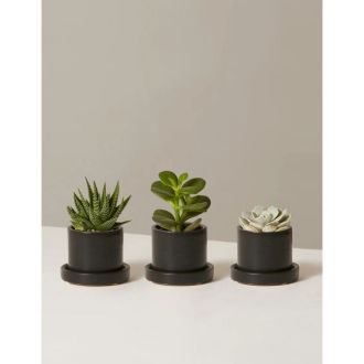 The Sill Succulent Assortment