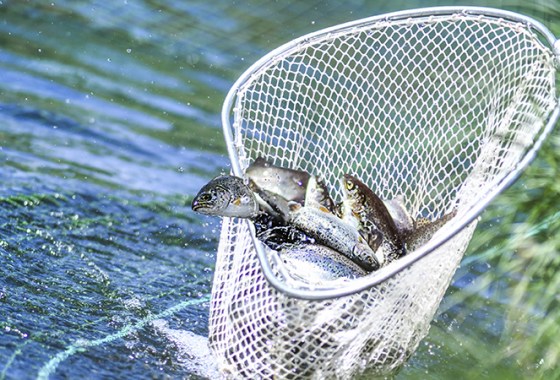 Best Fishing Nets