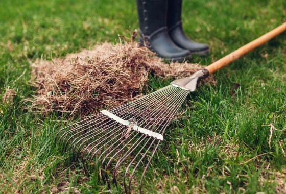 Dethatching vs. aerating: Which is best for my lawn?