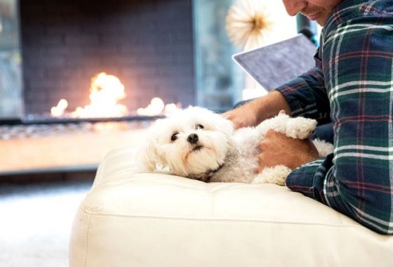 Top dog products to buy for National Pet Day