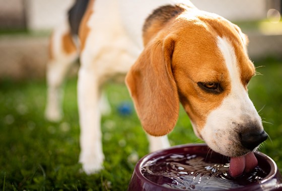 Best WeatherTech dog bowl