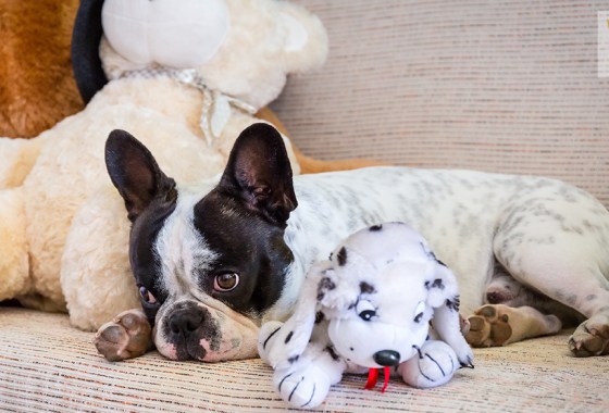 Best dog toys for separation anxiety