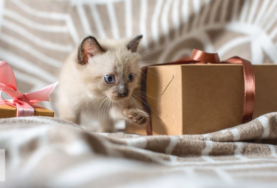 Best personalized cat gift