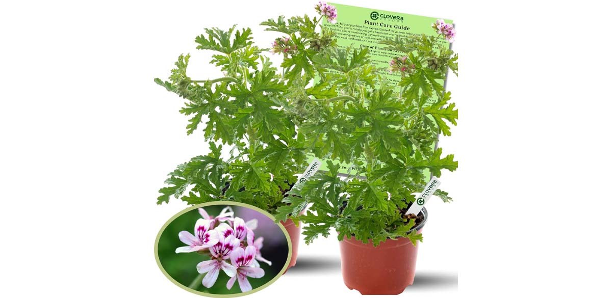 Clovers Garden Citronella Plants