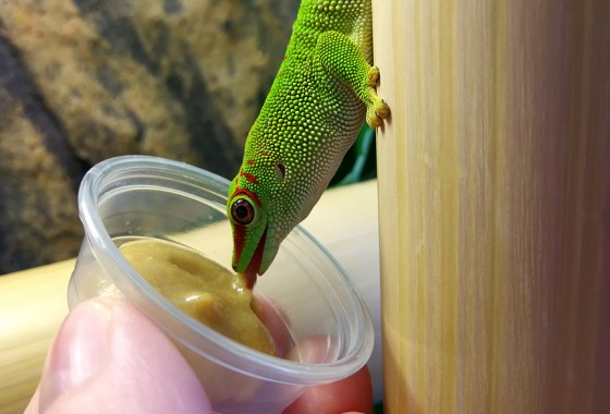 Show your pet lizard some love with the best healthy food and treats