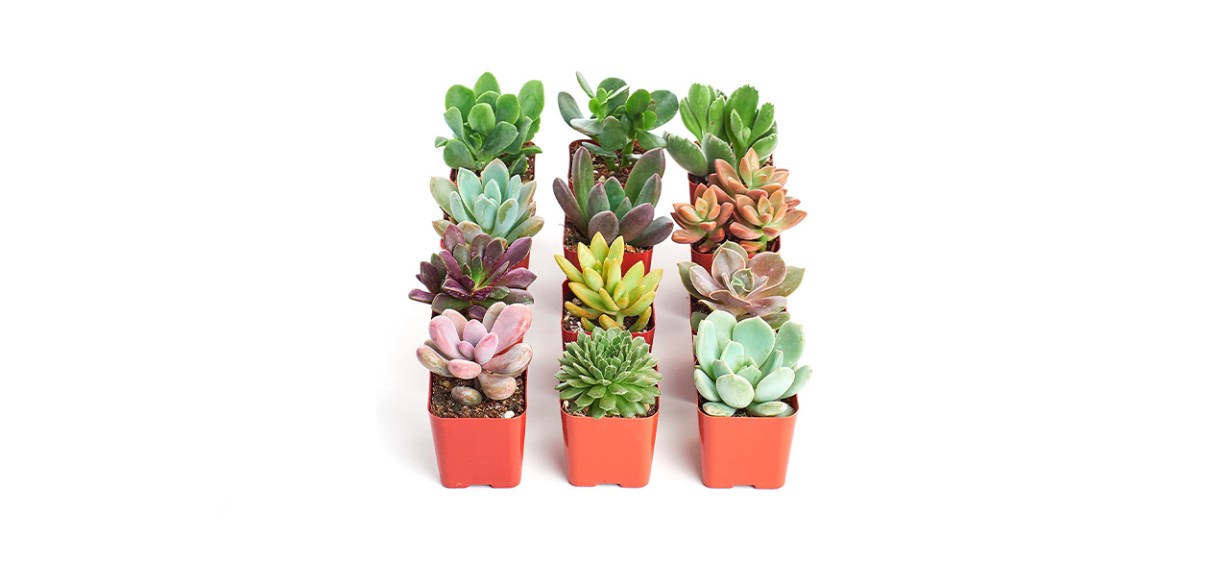 Shop Succulents Assortment of Live Indoor Succulents Shop Succulents Assortment of Live Indoor Succulents