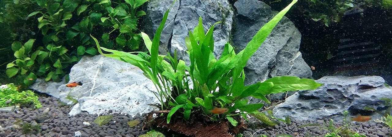 5 Best Aquarium Plants - Aug. 2021 - BestReviews