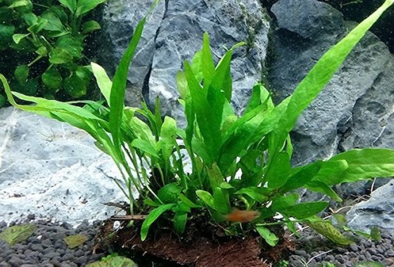 Best Aquarium Plants