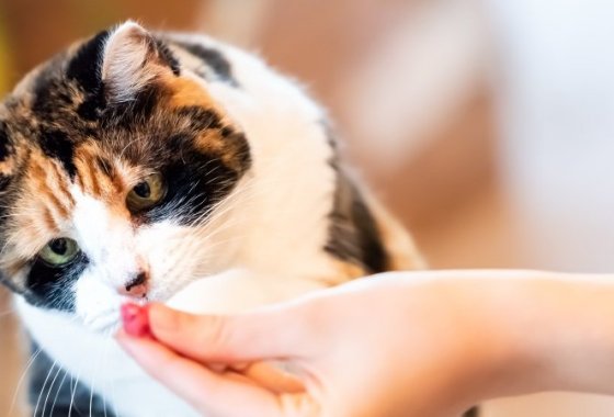 Best Dental Cat Treats