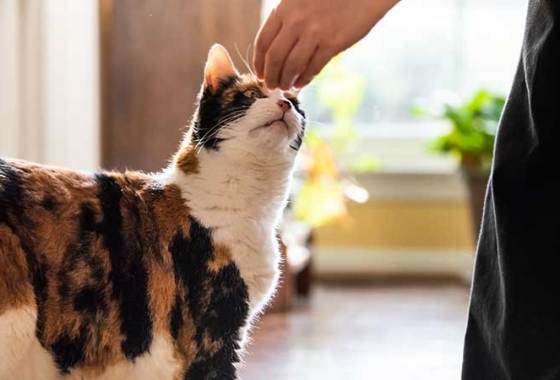 Best Freeze-Dried Cat Treats