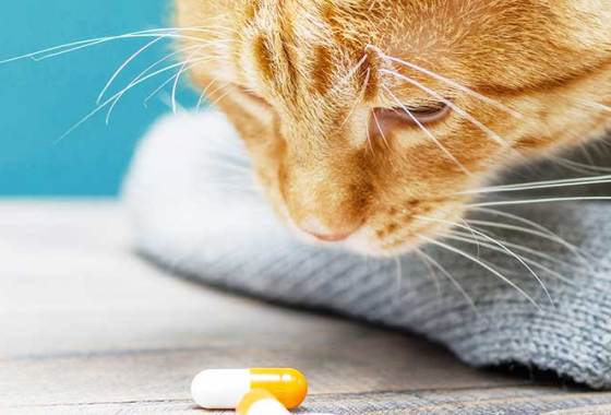 Best Cat Allergy Medications