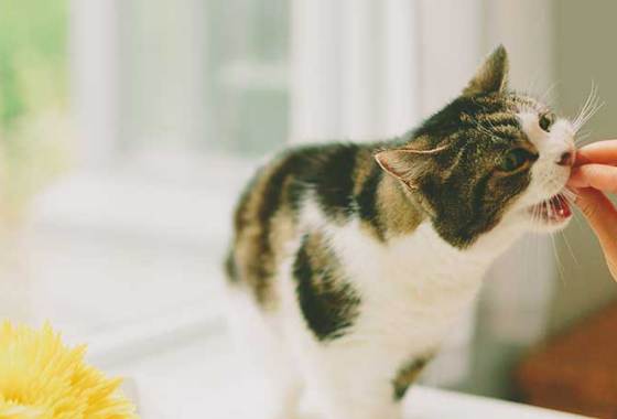 Best Jerky Cat Treats