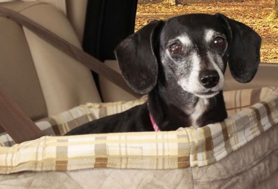 Best Dog Car Seats