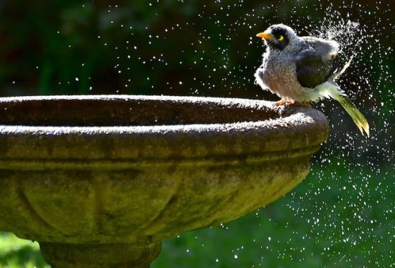 Best Bird Baths
