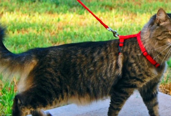 Best Cat Harnesses