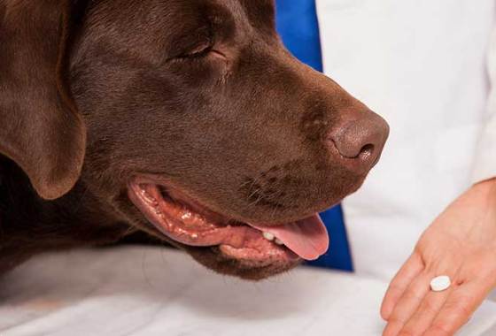 Best Pet Respiratory & Asthma Medications