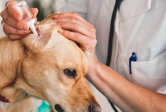 Best Pet Ear Treatments