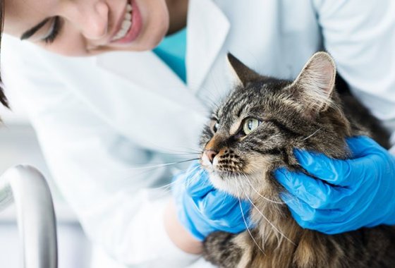 Best Cat Flea and Tick Prevention