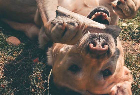 Best Antler Dog Chews