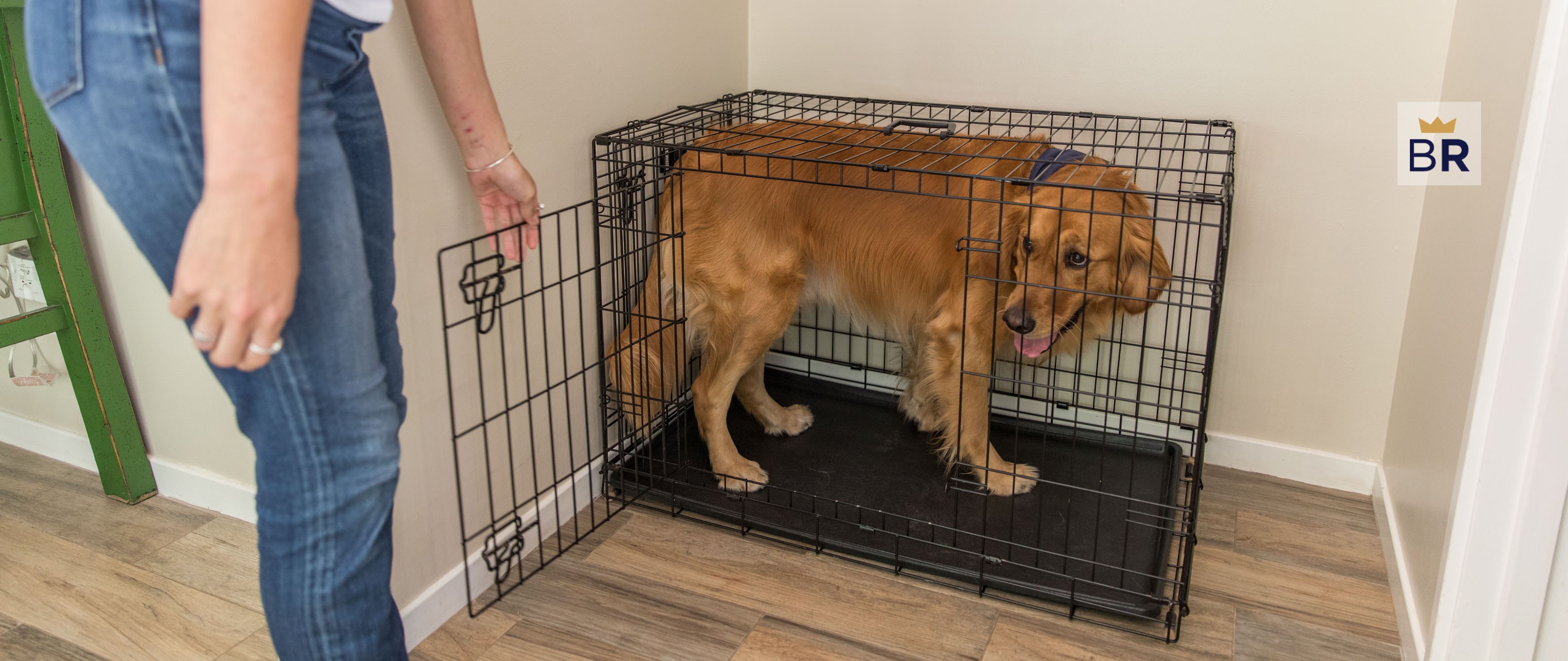 5 Best Dog Crates Mar. 2023 BestReviews