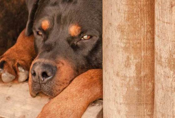 Best Wood Dog Houses