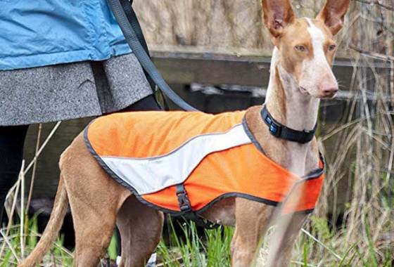 Best Reflective Dog Vests