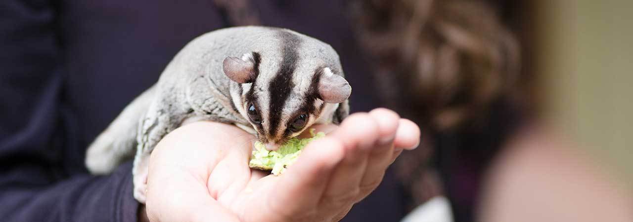 sugar glider food sugar glider food