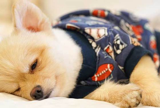 Best Dog Pajamas