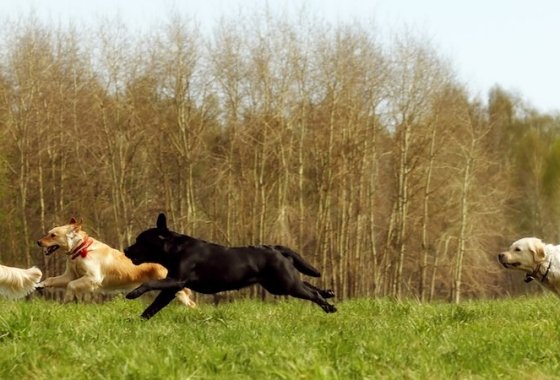 Best Dog Flea and Tick Preventions