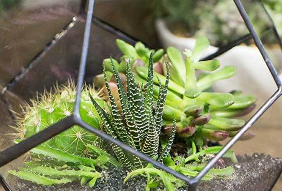 Best Terrariums