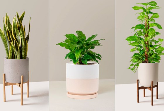Low-light houseplants to brighten up your winter space