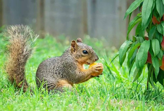 How to keep squirrels out of your garden