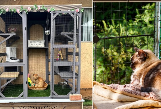 Catios are trending — here’s how to give your feline friend an outdoor oasis
