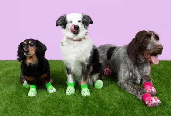 Here are some $50 Crocs for the dog that has everything