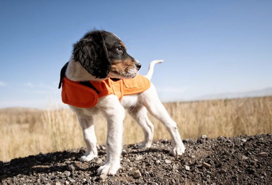 Does my dog need a coat in the winter?