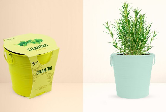 Five Below’s spring herb grow kits are adorable — and practically free