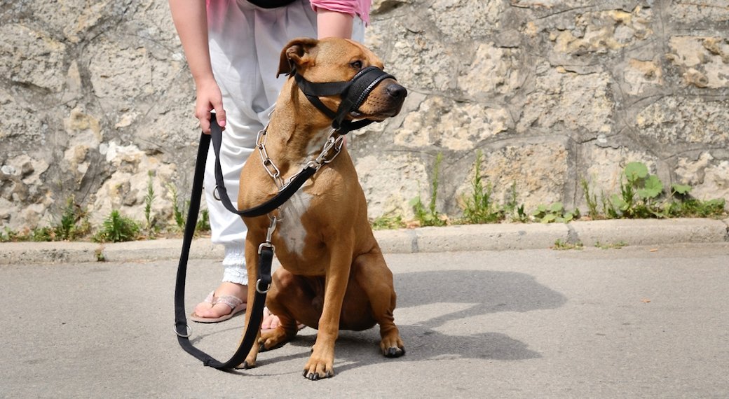 5 Best Dog Muzzles Mar. 2021 BestReviews