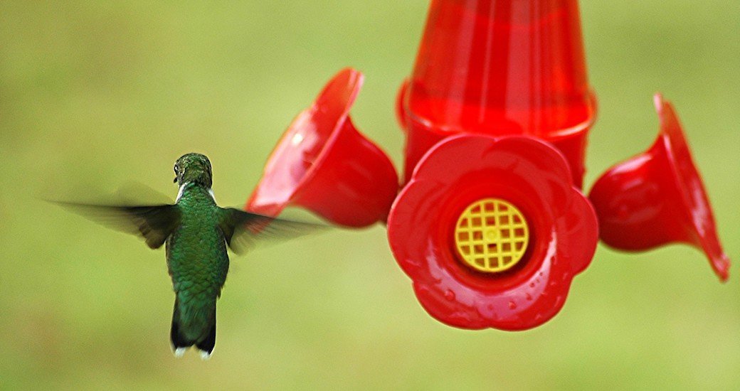 5 Best Hummingbird Feeders Feb. 2024 BestReviews