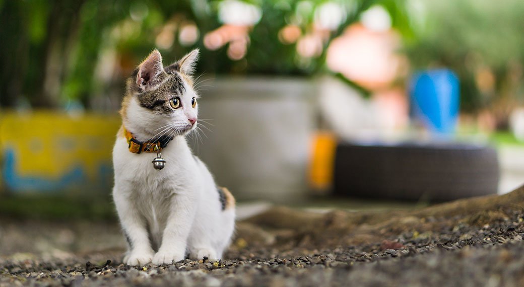 5 Best Cat Collars Nov. 2020 BestReviews