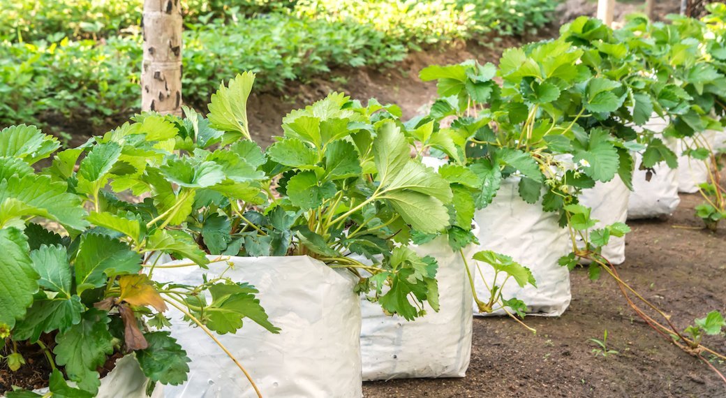 Best  Planters: Winner Outfitters Grow Bags