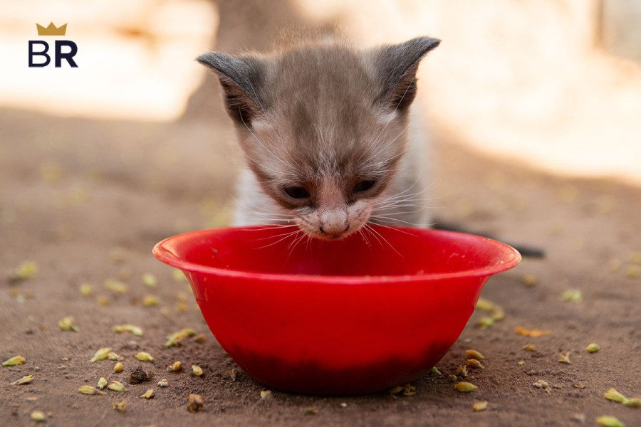 5 Best Kitten Food Aug. 2024 BestReviews