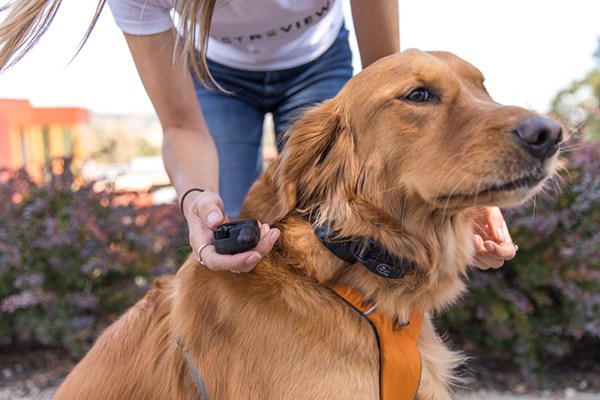 whats the best dog training shock collar