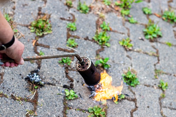 5 Best Weed Torches - Oct. 2023 - BestReviews