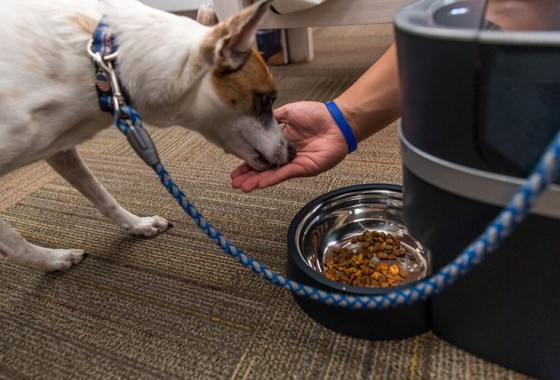 Keep your pet content and well-fed while you're away with 10 automatic pet feeders
