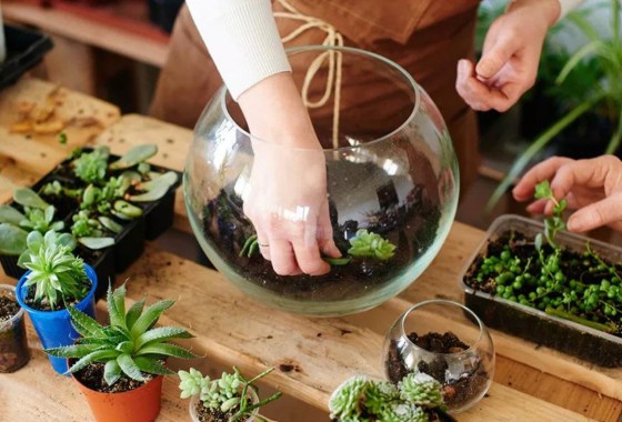 Enhance your environment with the best terrarium kits