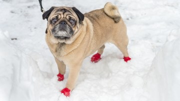 https://cdn22.bestreviews.com/images/v4desktop/image-full-page-765x430/dog-boots.jpg