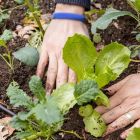 What to plant in July: Best vegetables and flowers to grow