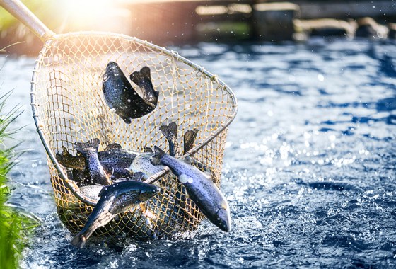 Best fishing net
