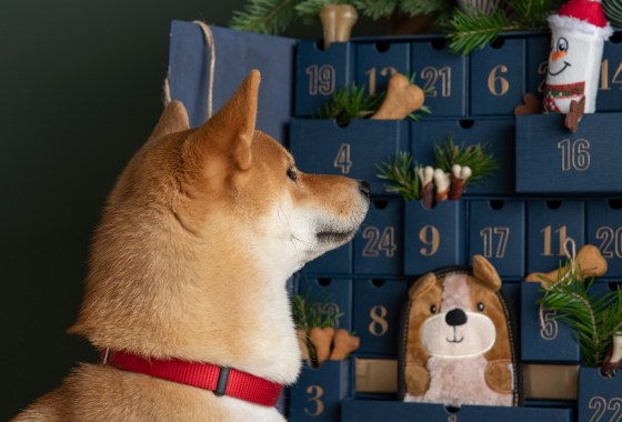 Best dog Advent calendar