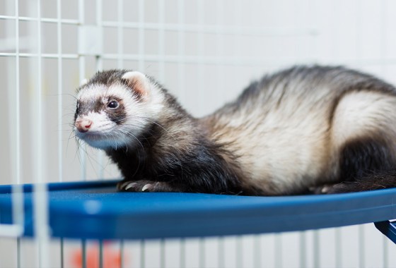 Best ferret cage